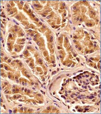 Immunohistochemistry-Paraffin: LAMP-1/CD107a Antibody (5E7) - BSA Free [NBP2-52721]