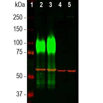 Western Blot: LAMP-1/CD107a Antibody (5H6) [NBP2-25154]