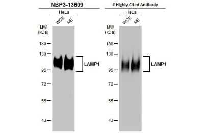 Western Blot: LAMP-1/CD107a Antibody (GT25212) [NBP3-13609]