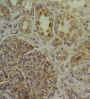 Immunohistochemistry-Paraffin: LAMP-1/CD107a Antibody (H4A3) - Azide and BSA Free [NBP2-25183]