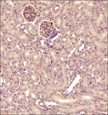 Immunohistochemistry-Paraffin: LAMP-1/CD107a Antibody (H4A3) - Azide and BSA Free [NBP2-25183]