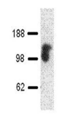 Western Blot: LAMP-1/CD107a Antibody (H4A3)Azide and BSA Free [NBP2-25183]