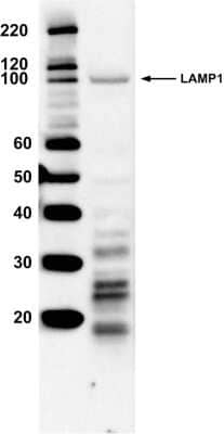 Western Blot: LAMP-1/CD107a Antibody [NB120-19294]