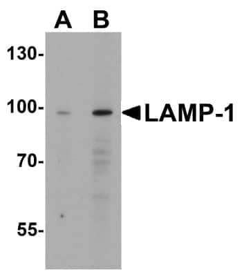 Western Blot: LAMP-1/CD107a AntibodyBSA Free [NBP1-77241]