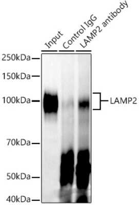 Immunoprecipitation: LAMP-2/CD107b Antibody (5N8J3) [NBP3-15282]