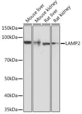 Western Blot: LAMP-2/CD107b Antibody (5N8J3) [NBP3-15282]