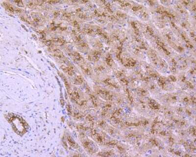 Immunohistochemistry-Paraffin: LAMP-2/CD107b Antibody (C9-9) [NBP2-66929]