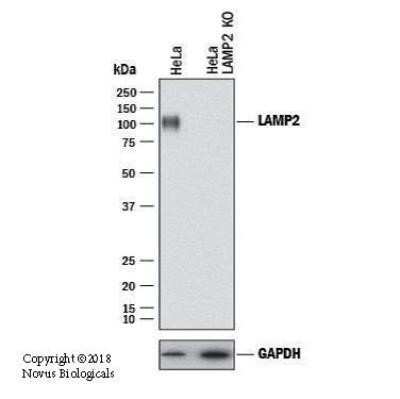 Knockout Validated: LAMP-2/CD107b Antibody (H4B4) - Azide and BSA Free [NBP2-80825]