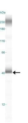 Simple Western: LAMP-2/CD107b Antibody (H4B4)Azide and BSA Free [NBP2-80825]