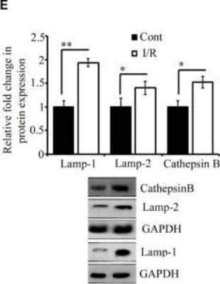 Western Blot: LAMP-2/CD107b Antibody (H4B4)Azide and BSA Free [NBP2-80825]