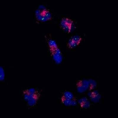 Immunocytochemistry/ Immunofluorescence: LAMP-2/CD107b Antibody (H4B4) - BSA Free [NBP2-22217]