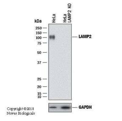 Knockout Validated: LAMP-2/CD107b Antibody (H4B4) - BSA Free [NBP2-22217]