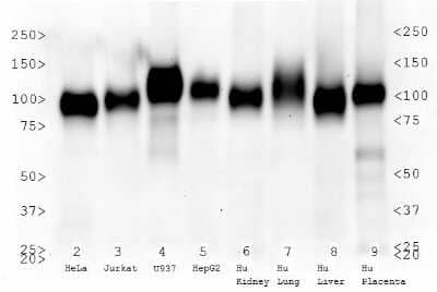 Western Blot: LAMP-2/CD107b Antibody (H4B4)BSA Free [NBP2-22217]