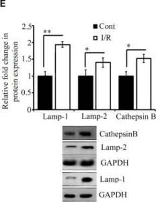Western Blot: LAMP-2/CD107b Antibody (H4B4)BSA Free [NBP2-22217]
