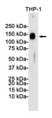 Western Blot: LAMP-2/CD107b Antibody (S02-3F4) [NBP3-19551]