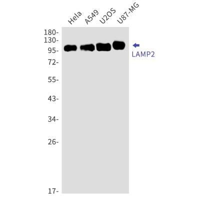 Western Blot: LAMP-2/CD107b Antibody (S03-0B5) [NBP3-19884]