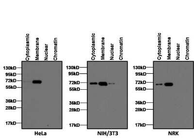 Western Blot: LAMP-2/CD107b Antibody [NB300-591]