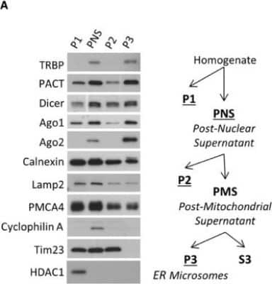 Western Blot: LAMP-2/CD107b Antibody [NB300-591]
