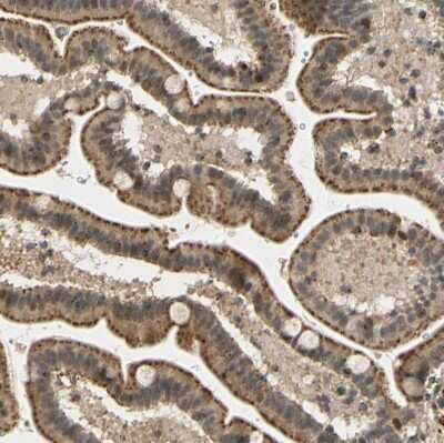 Immunohistochemistry-Paraffin: LAMTOR1 Antibody [NBP1-89909]