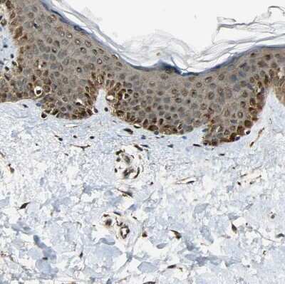 Immunohistochemistry-Paraffin: LAMTOR1 Antibody [NBP1-89909]