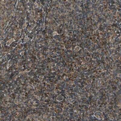 Immunohistochemistry-Paraffin: LAMTOR1 Antibody [NBP1-89909]