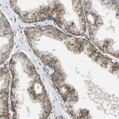 Immunohistochemistry-Paraffin: LAMTOR1 Antibody [NBP1-89909]