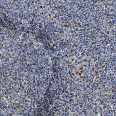 Immunohistochemistry-Paraffin: LAMTOR4 Antibody [NBP1-90936]