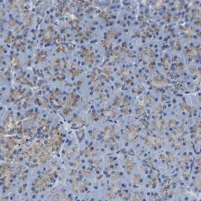 Immunohistochemistry-Paraffin: LAMTOR4 Antibody [NBP1-90936]