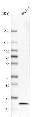 Western Blot: LAMTOR4 Antibody [NBP1-90936]