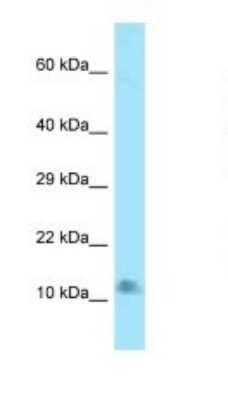 Western Blot: LAMTOR4 Antibody [NBP1-98263]