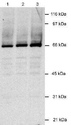 Western Blot: LANA2 Antibody (CM-A807)Azide and BSA Free [NBP2-80826]