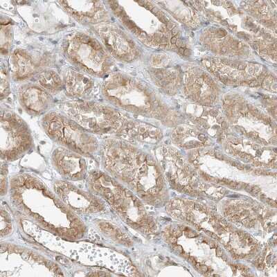 Immunohistochemistry-Paraffin: LANCL1 Antibody [NBP1-81796]