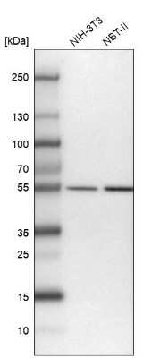 Western Blot: LANCL1 Antibody [NBP1-81796]