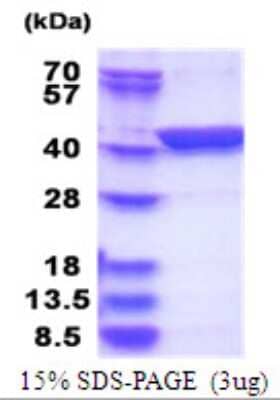 SDS-PAGE: Recombinant Human LANCL1 His Protein [NBP2-51748]