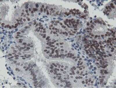 Immunohistochemistry: LANCL2 Antibody (OTI1C5) - Azide and BSA Free [NBP2-72054]