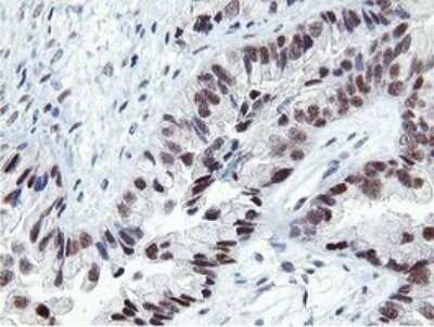 Immunohistochemistry: LANCL2 Antibody (OTI1C5) - Azide and BSA Free [NBP2-72054]