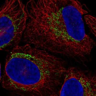 Immunocytochemistry/ Immunofluorescence: LANCL3 Antibody [NBP2-69020]