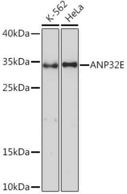 Western Blot: LANPL AntibodyAzide and BSA Free [NBP3-15536]