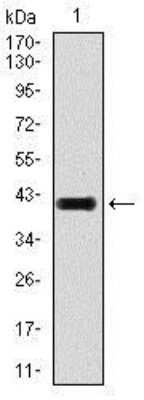 Western Blot: LAP (TGF-beta 1) Antibody (7F6)Azide and BSA Free [NBP2-80827]