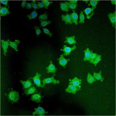 Immunocytochemistry/ Immunofluorescence: LAP1 Antibody (RL13) - BSA Free [NB120-2737]