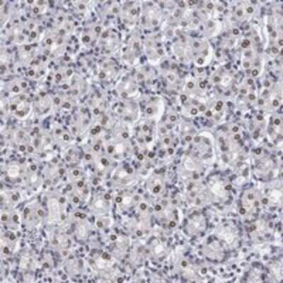 Immunohistochemistry-Paraffin: LAP1B Antibody [NBP3-17660]