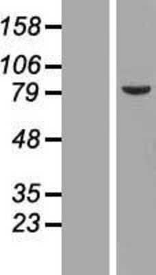 Western Blot: Thymopoietin/LAP2 Overexpression Lysate [NBP2-10882]