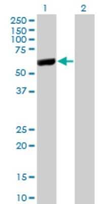 Western Blot: LAP3 Antibody (4G10) [H00051056-M02]