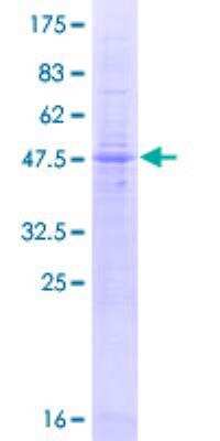 SDS-PAGE: Recombinant Human LAPTM4A GST (N-Term) Protein [H00009741-P01]