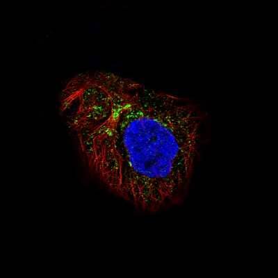 Immunocytochemistry/ Immunofluorescence: LAPTM4B Antibody (CL5289) [NBP2-61158]