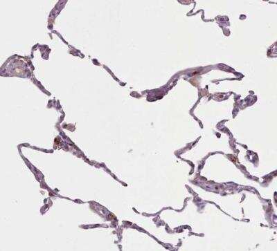 Immunohistochemistry-Paraffin: LAPTM5 Antibody [NBP2-14183]