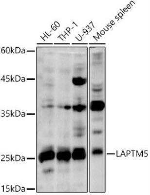 Western Blot: LAPTM5 AntibodyAzide and BSA Free [NBP2-94465]
