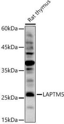 Western Blot: LAPTM5 AntibodyAzide and BSA Free [NBP2-94465]