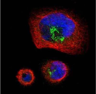 Immunocytochemistry/ Immunofluorescence: LAR/PTPRF Antibody [NBP1-81325]