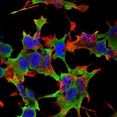 Immunocytochemistry/ Immunofluorescence: LAR/PTPRF Antibody (S165-38) [NBP2-42172]